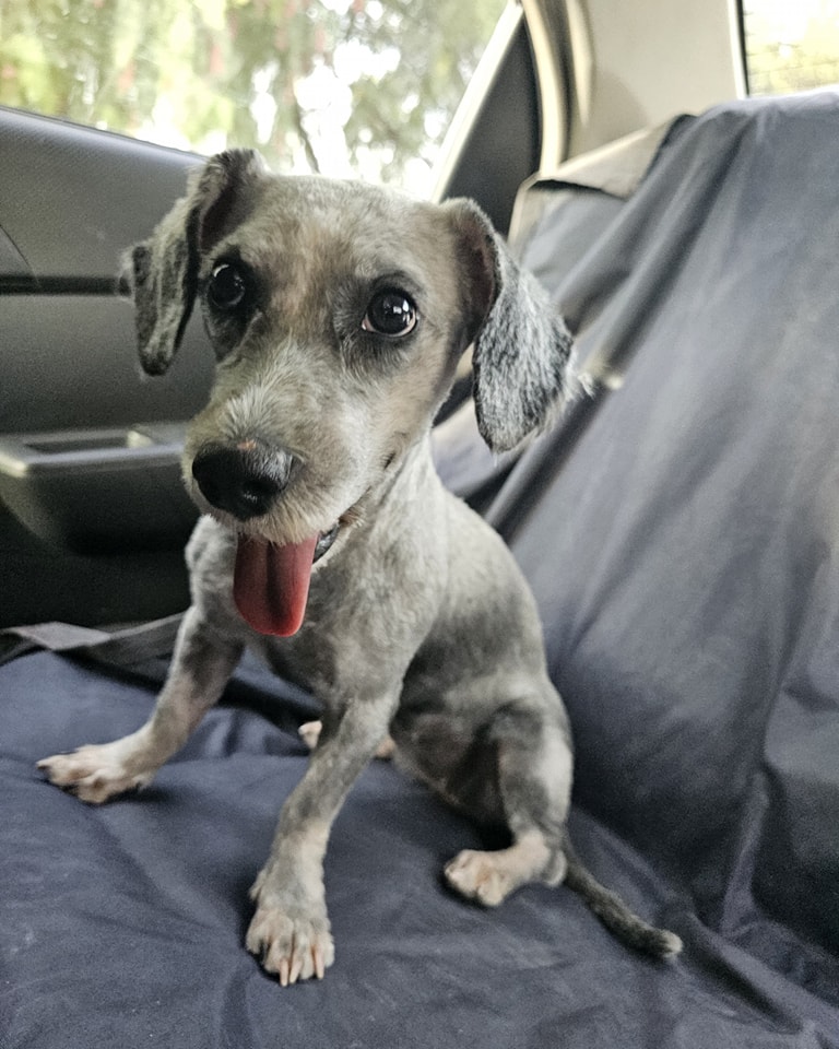 Adopta a Moni