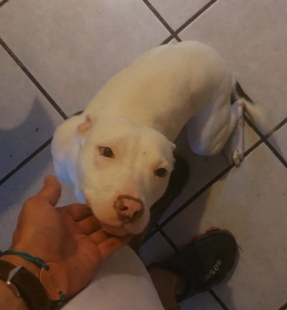 Adopta a Perrita