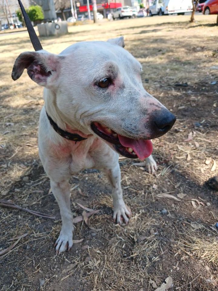 Adopta a Adele