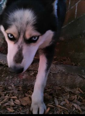 Adopta a Alaska