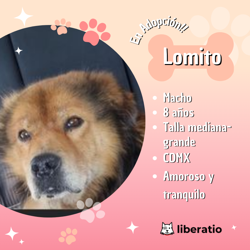 Adopta a Lomito
