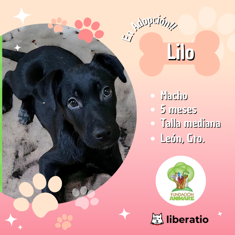 Adopta a Lilo