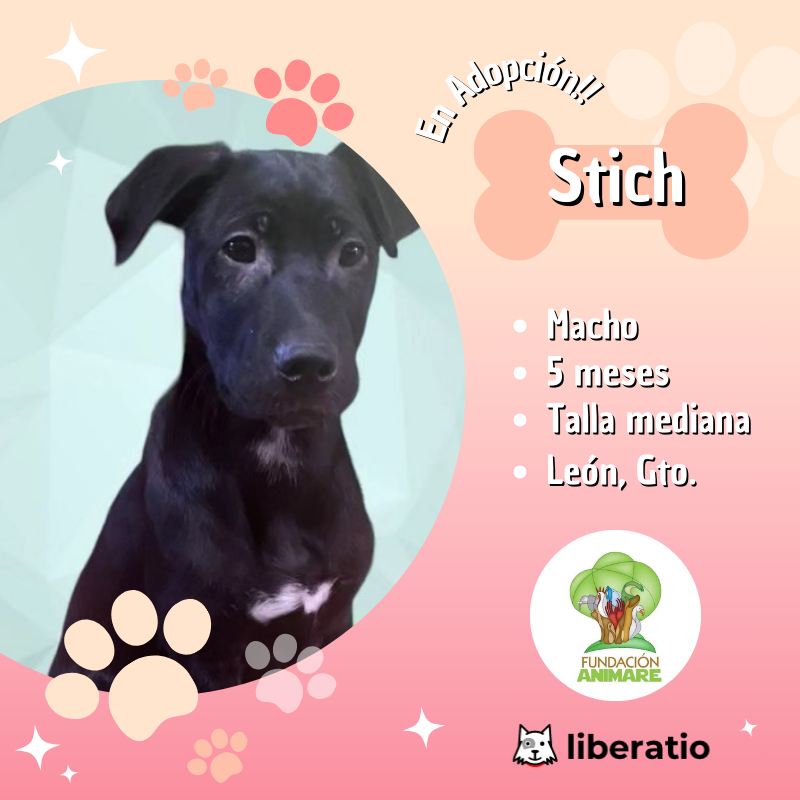Adopta a Stich