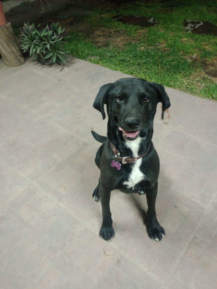 Adopta a Pantera