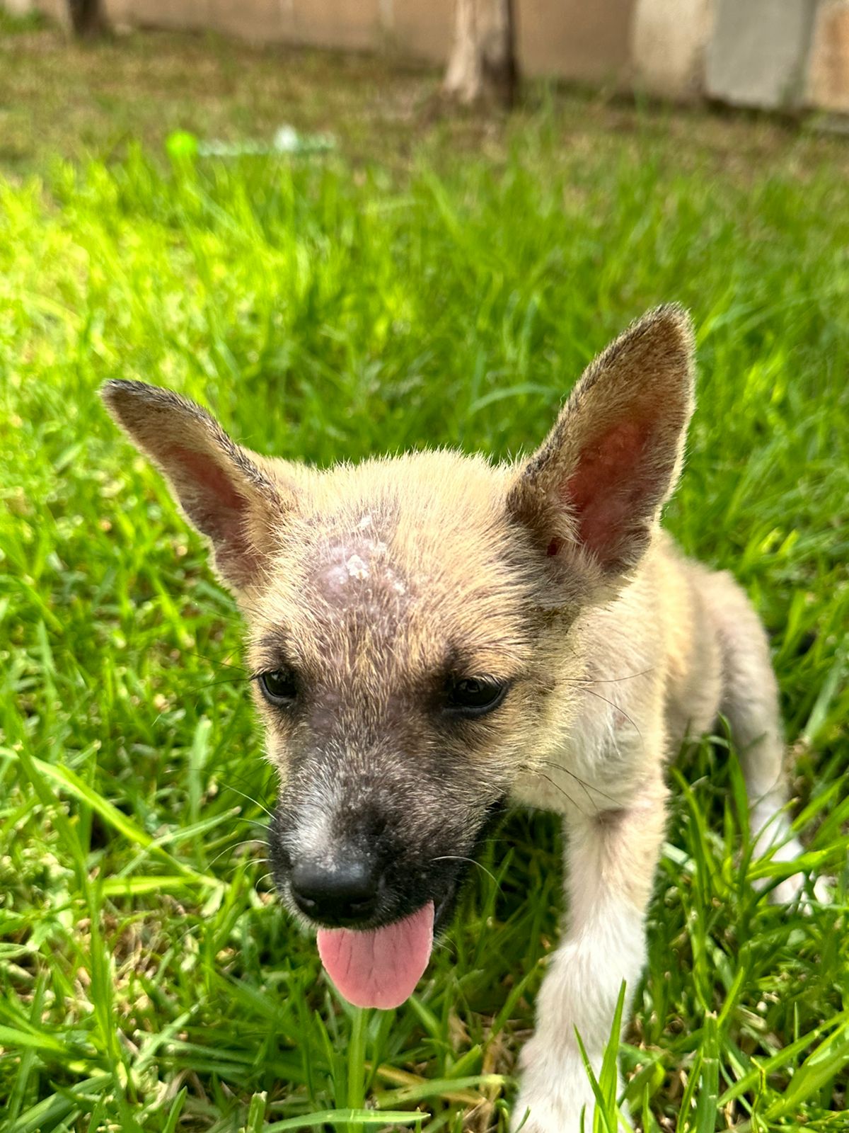 Adopta a Milenka