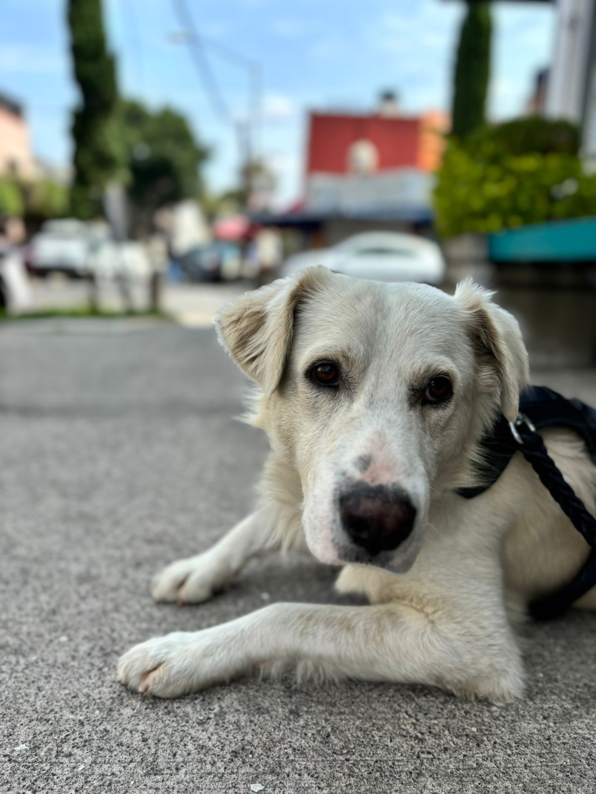 Adopta a Yogui