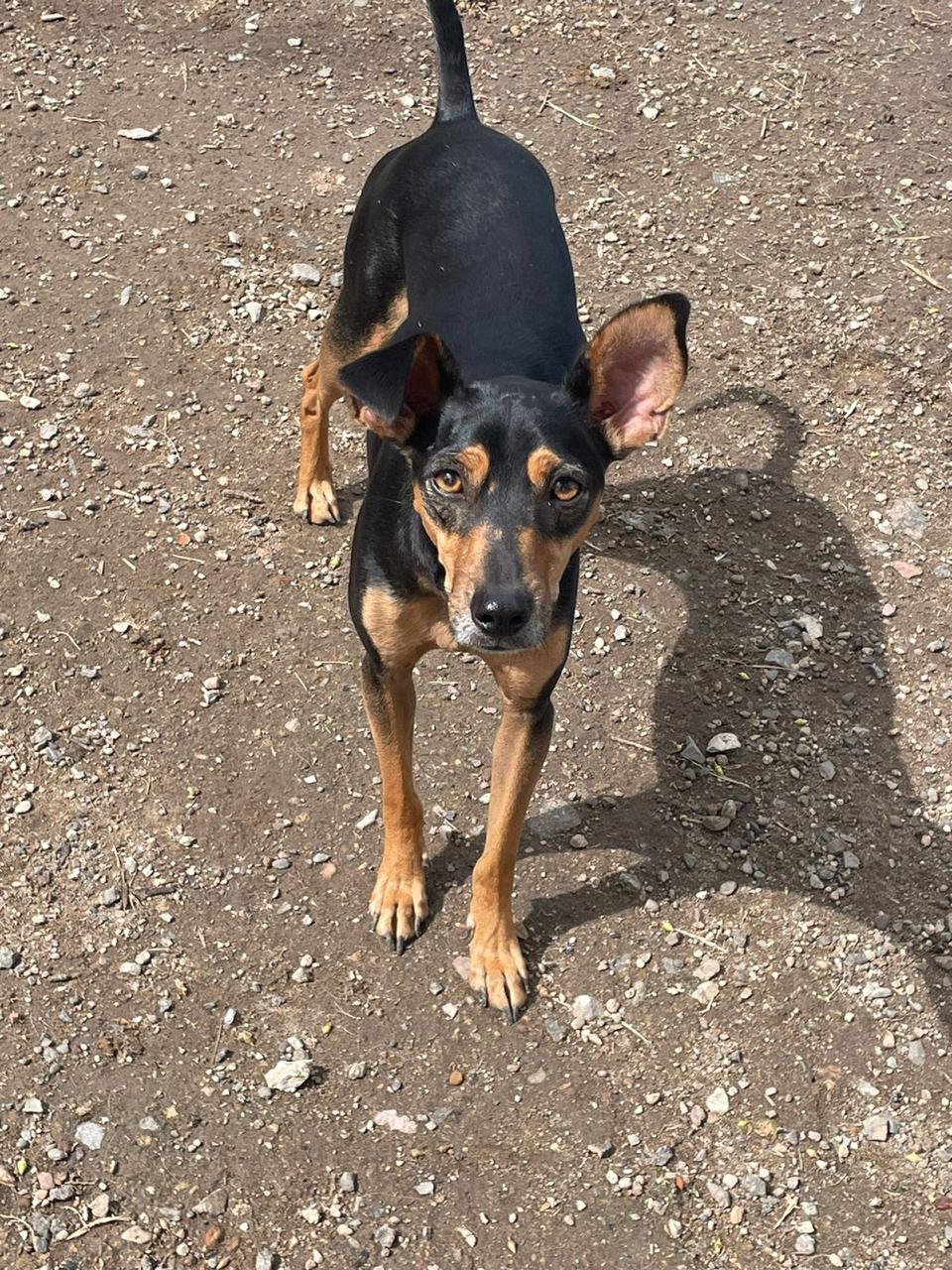 Adopta a Simon