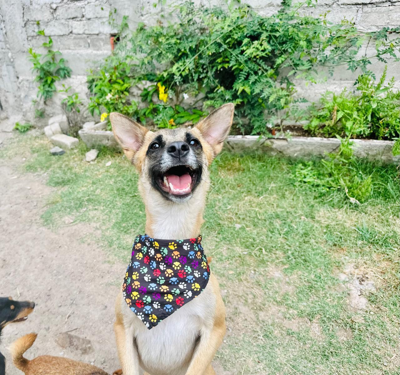 Adopta a Dylan