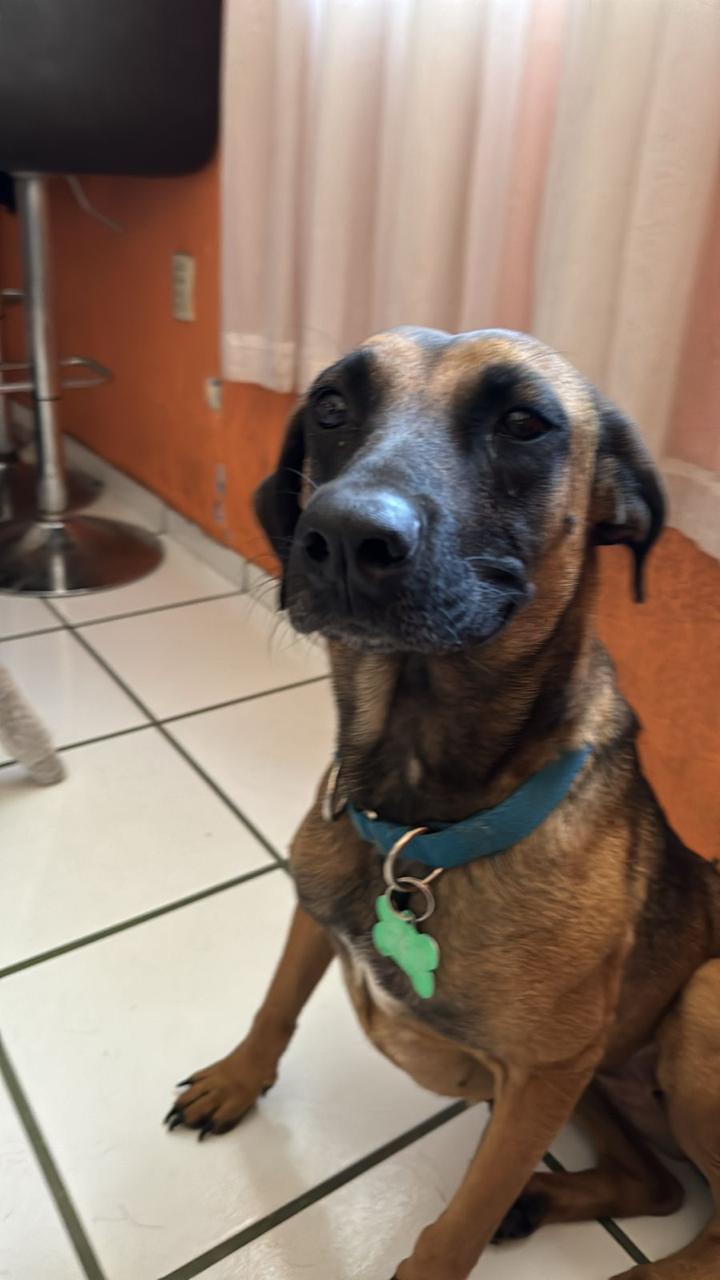Adopta a Roma