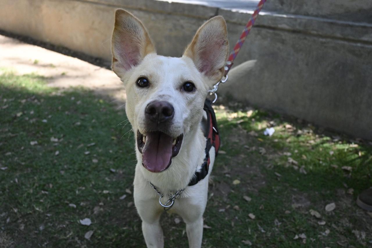 Adopta a Boris
